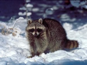 What Wildlife Pests Are You Likely To Encounter During Winter? 1
