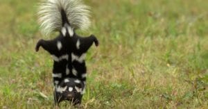 How to Identify Different Types of Skunks