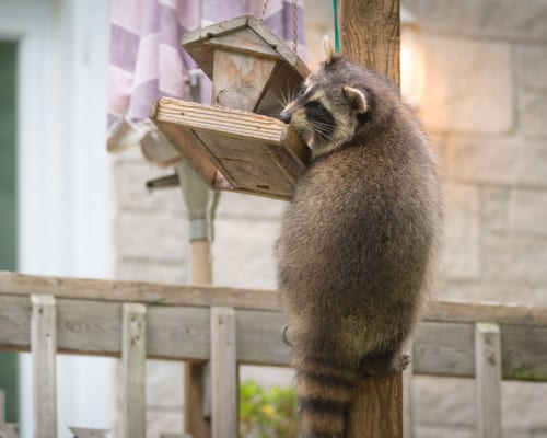 Unwelcome Visitors: What To Do If You Have A Raccoon In Your Backyard At Night 2