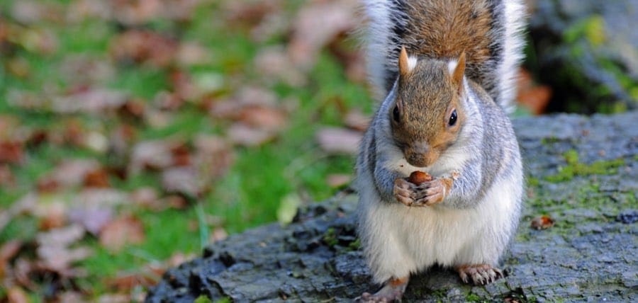 Grey Squirrels: Breeding, Babies, And Lifespan | NJ Pest Control