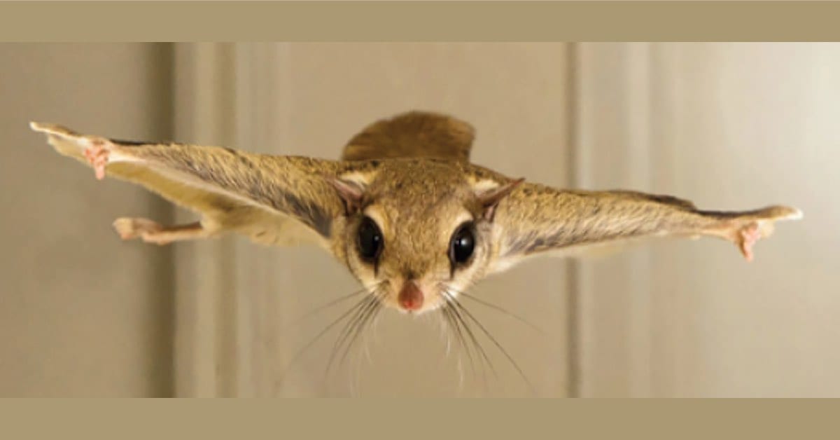 Flying Squirrels In The House? What To Do | NJ Pest Control