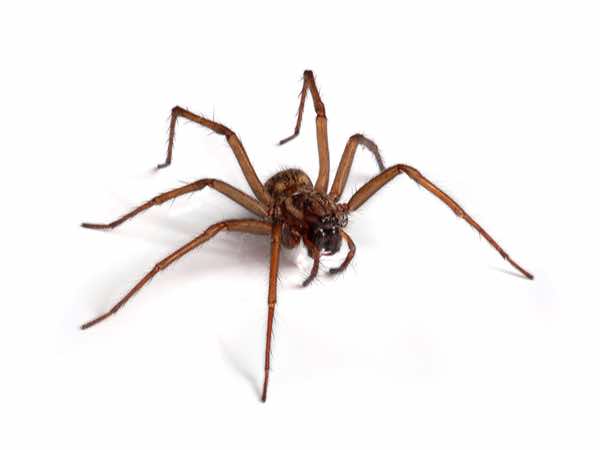 Common House Spiders: House Spider Control & Information