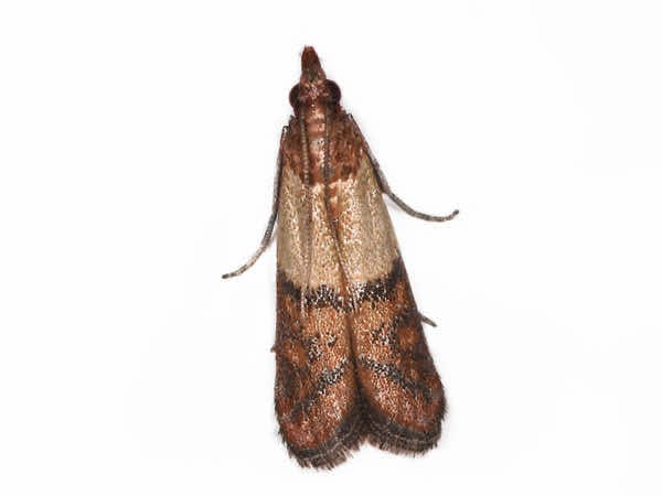 Owensboro's Complete Guide To Indian Meal Moth Prevention