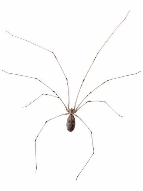 cellar spider with long body