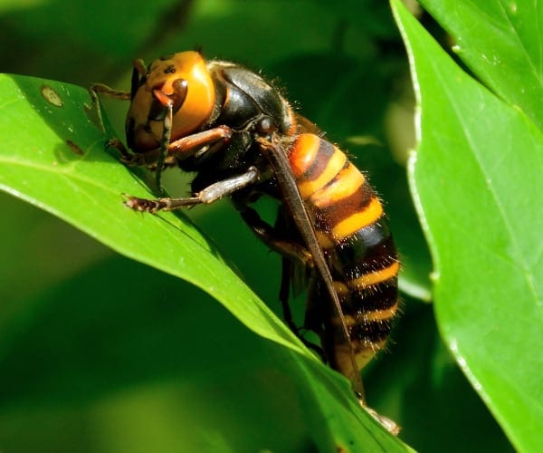Hornets vs Wasps? What You Should Know 2