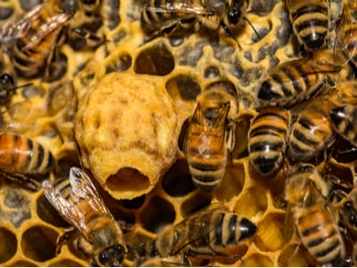 Better Beelive It! 4 Facts About the Honeybee, the Official State Bug of New Jersey 4