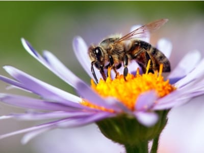 Better Beelive It! 4 Facts About the Honeybee, the Official State Bug of New Jersey 3