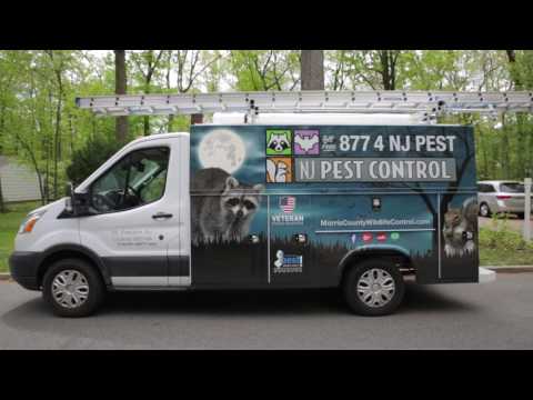 Union NJ Pest Control Services
