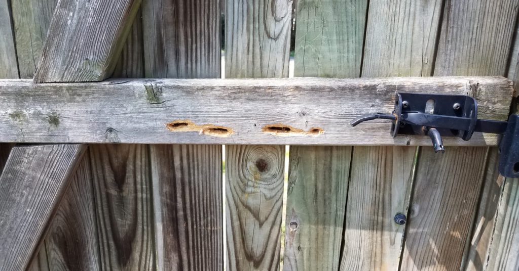 Pests and Wildlife attacking your wood fence, carpenter bees