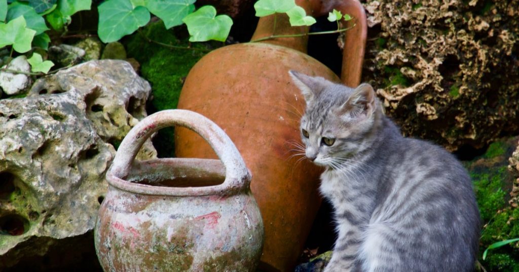 Combat Garden Pests Naturally and Humanely, feral cats