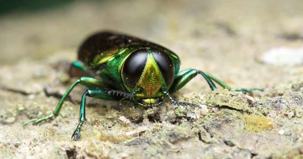 5 invasive bug species wreaking havoc in New Jersey, Emerald ash borer
