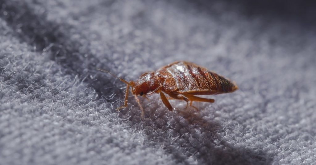 7 common insect bites, Identify and treatment, bed bugs