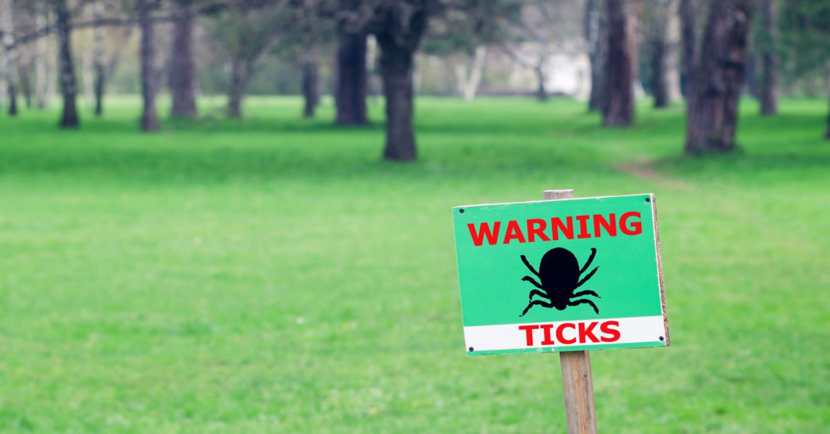 Complete Guide To Ticks And Lyme Disease | NJ Pest Control