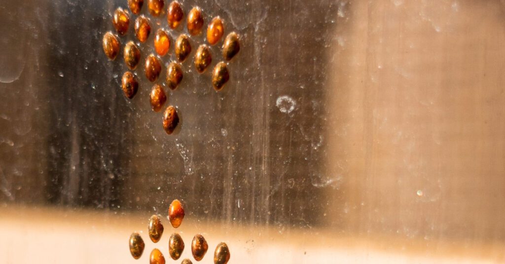 How to Get Rid of Ladybugs in Your House 1