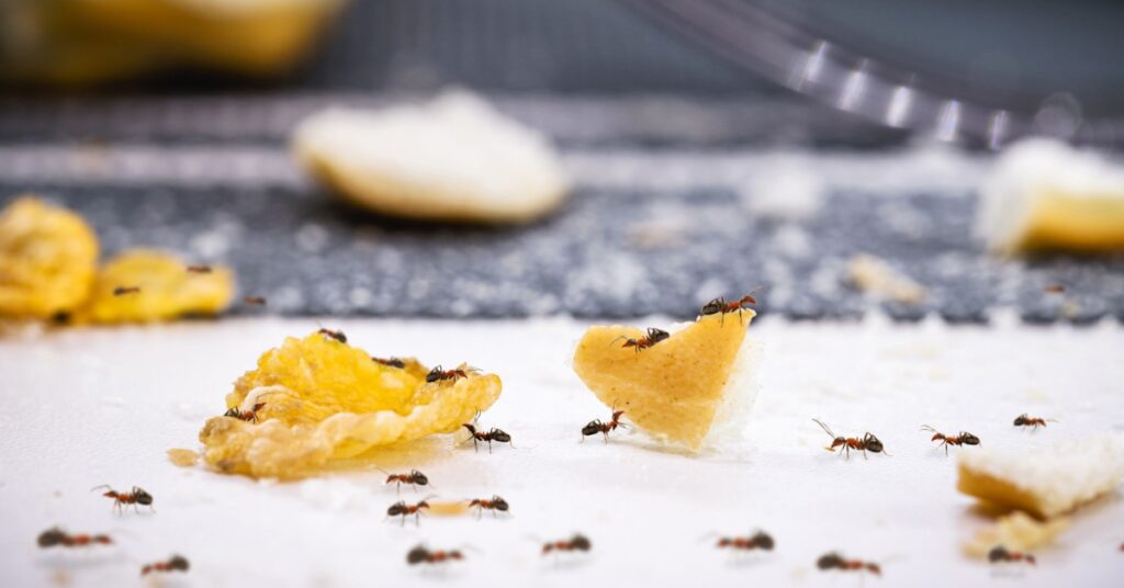 7 Strategies: Preventing Ant Infestation in Spring 4